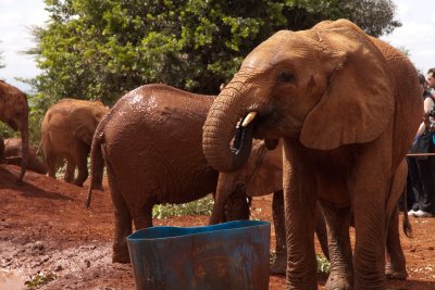 As they like to muck about in the mud, the elephants match the colour of the soil