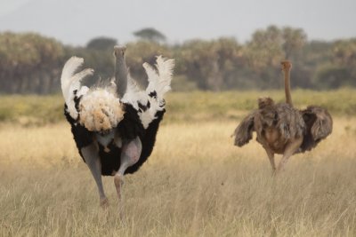 A Somali ostrich in a mating game - the colorful one is the male