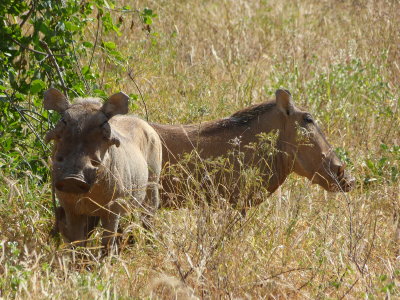 Warthogs