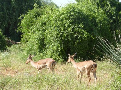 Impala - seems we mostly get pictures of these guys walking away.
