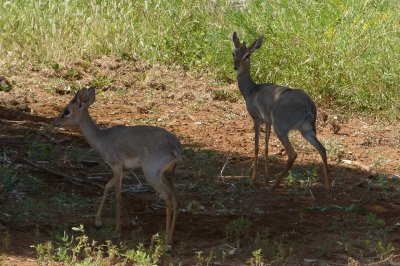 Dik dik. Even though they mate for life it is often difficult getting them in one picture!
