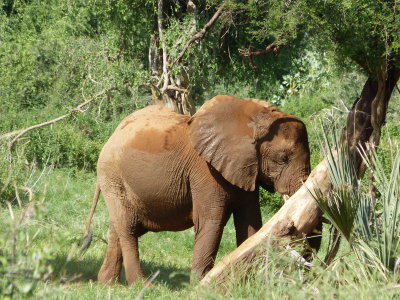 An ellie with an itchy trunk