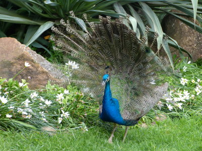 A peacock struts its stuff