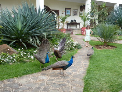 'Come on guys, everyone show their feathers!'