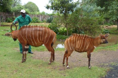 Bongo
