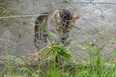 Sokoke forest cat (female) Soooo cute!