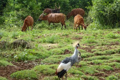 A few bongo and a crowned crane