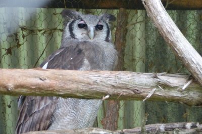 Verreaux owl, the largest owl in Africa