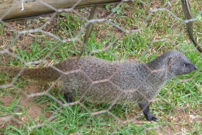 Slender mongoose