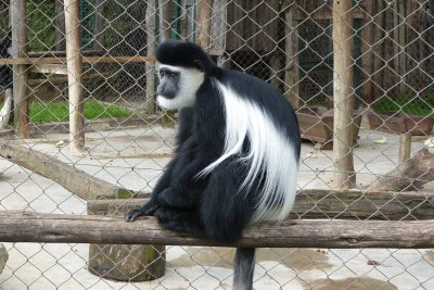 Jackie, the friendly colobus monkey