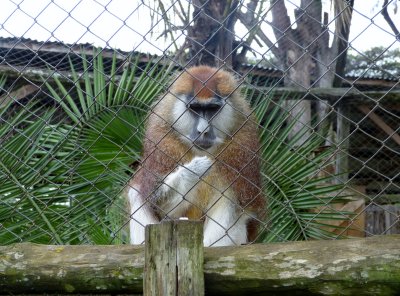 Patas monkey, also known as the military monkey, or the red monkey