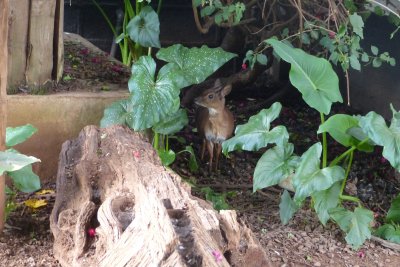 Sunni antelope - the smallest antelope found in Kenya. They live about 9 years.