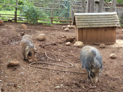 A warthog and a bushpig