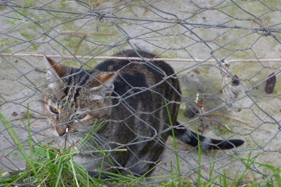 Back to my sokoke cats!