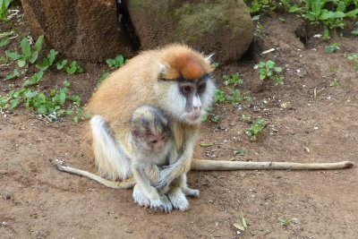Patas monkey at the Mt. Kenya Animal Orphanage with her new baby - she was protecting the baby from the other monkey in the pen