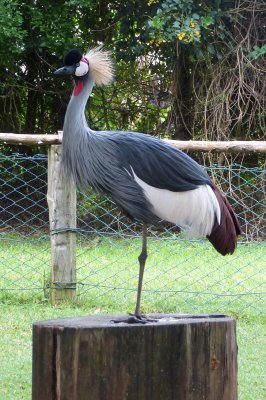 Crowned crane