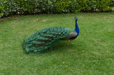 A peacock came to visit us in front of our balcony