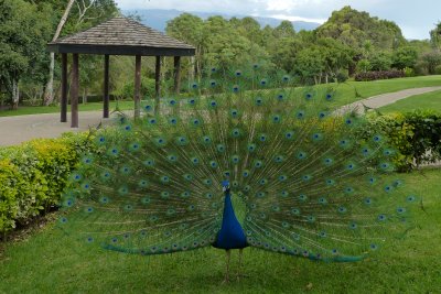 The peacocks roam the lawn in front of the hotel