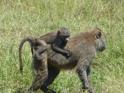 Hang on, mom - I'm falling off! A young baboon hitches a ride.