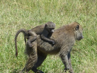 Hang on, mom - Im falling off!  A young baboon hitches a ride.