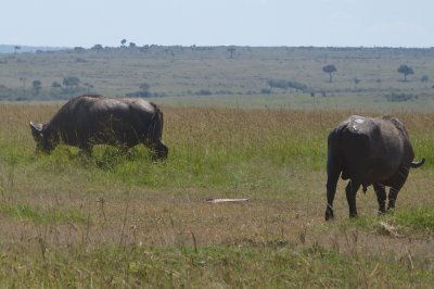 Cape buffalo