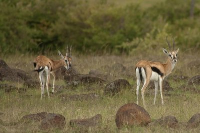 Thompson's gazelle - identifable by their racing stripe