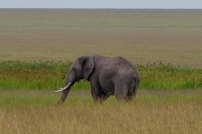 Elephant