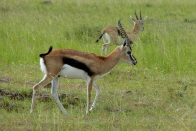 Thompson's gazelle