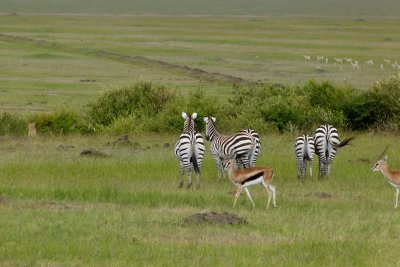 She's not hiding well - the zebra and gazelle know she is there