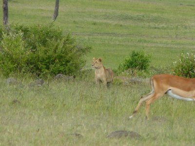 The lioness ventures out and the zebra and the gazelle scatter
