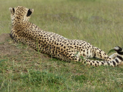 The cheetah surveys the grasslands