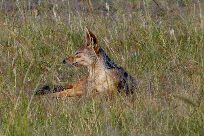 Jackal, hiding in the grass