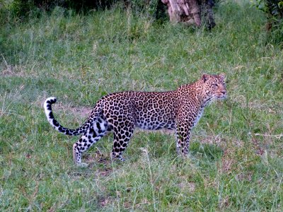 After watching the leopard on the ground for a long while he/she went for a short stroll