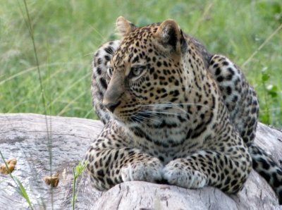 16. Masai Mara - Leopard - an incredibly beautiful cat