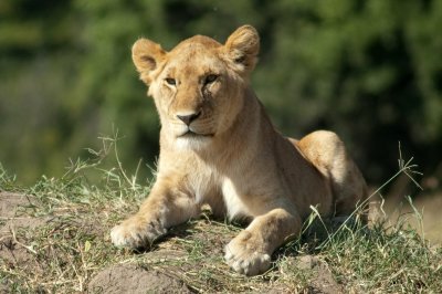 We found a young lioness laying on a mound - there were a few other lions lying in the grass, a pride of about 14-17 lions
