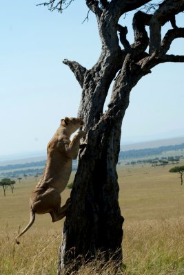 A lioness climbs the tree to get away from the flies