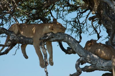 24. This lion is really comfy! (Masai Mara)