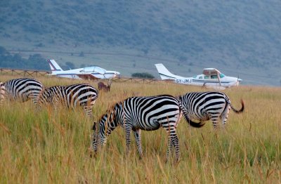 Of zebras and planes