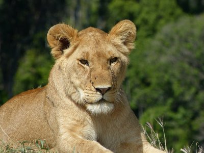 23. A young lioness (Masai Mara)