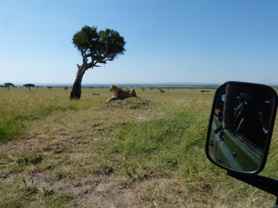 The young lioness and the tree with the mom in it was not far from our truck