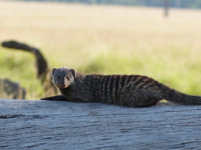 The banded mongoose reminded me of cats, but surprisingly they belong in the dog family.