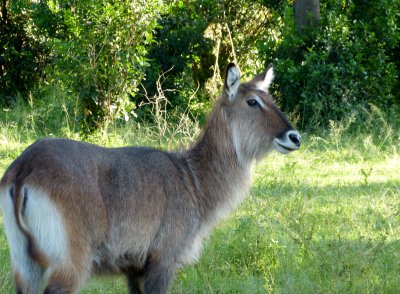 Waterbuck