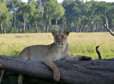 26. A magnificent animal! (Masai Mara)