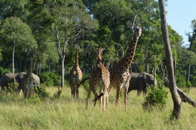 Giraffe and elephant