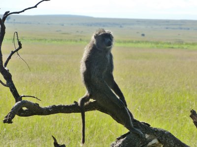 A baboon in a pretty comical pose!  Just sitting around.