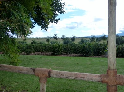 View of the gardens and coffee fields from our deck