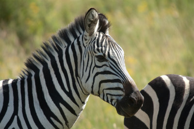 Zebra