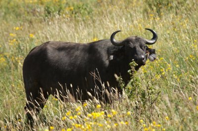 Cape buffalo