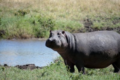 hippopotamous out of water