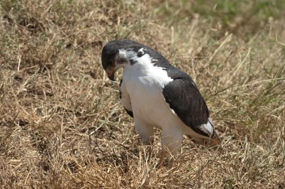 Auger buzzard